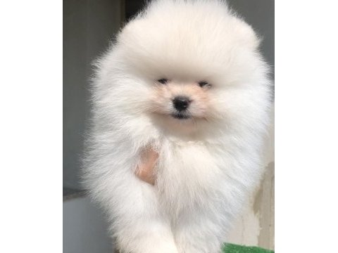 2.5 aylık erkek üst kalite pomeranian boo yavrular