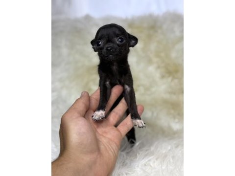 Teacup ırkının en miniği şivava yavru