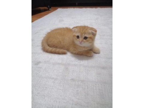 Scottish fold erkek yavrumuz mama ve tuvalet eğitimi tamam