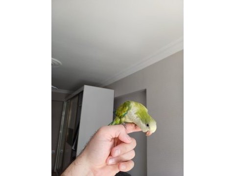 Full evcil monk papağanı bebek