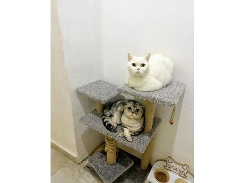 Erkek scottish fold silver 5 yaşında