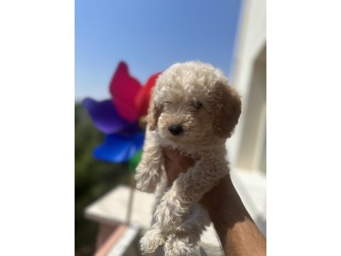 Yavru toy poodle bakımlı ve temiz