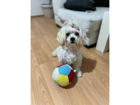 Küçük maltese hanıma yuva arıyoruz
