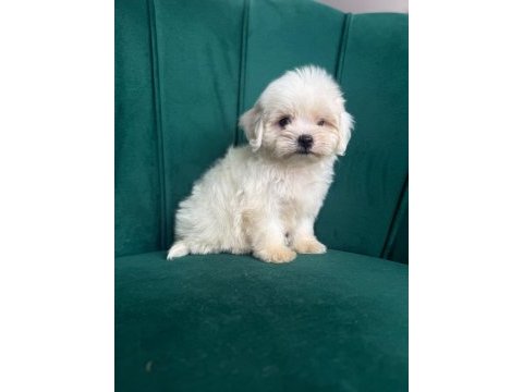 1 dişi 1 erkek köpeğimiz