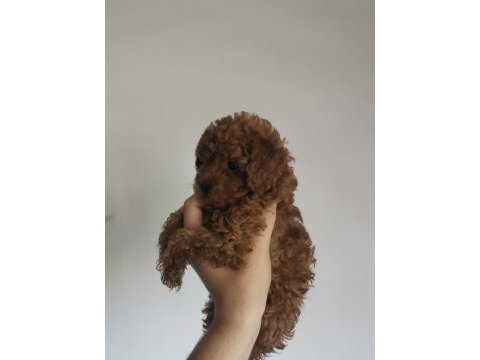 Çiş ve box eğitimli aşıları tam poodle