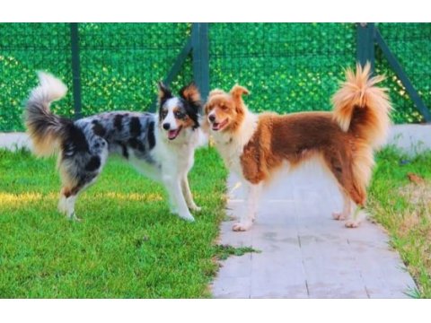 Yetişkin scr li border collie