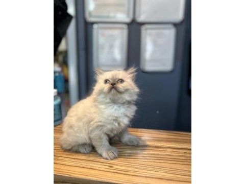 Süper british shorthair yavrular