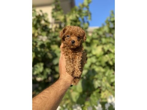 Kore toy poodle bebek köpeklerim