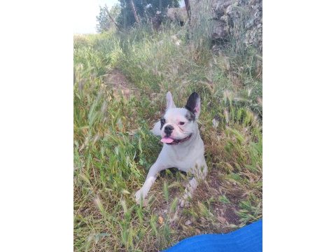 French bulldog köpeğimiz