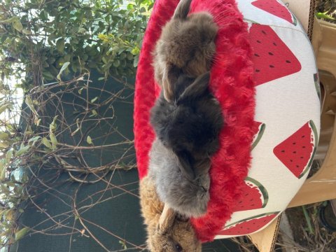 Aşırı tatlı full orjınal mini lop tavşan bebekler