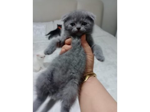 2 tane küçük afacanlar dik ve kırık kulak kedimiz