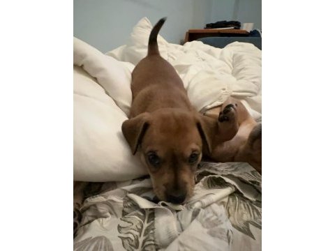 Ücretsiz sahiplendirme yavru köpek ömürlük yuva