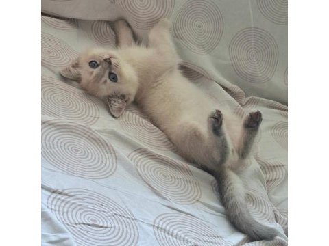 British shorthair kedisi