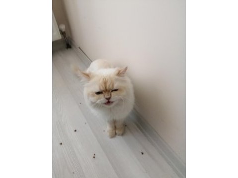 Ücretsiz sahiplendireceğim persian