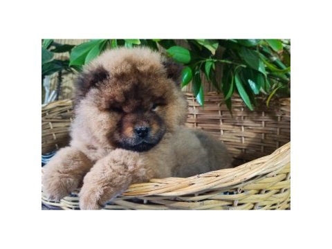Chow chow yavrular