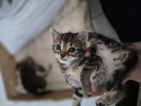 Minik bıdık kedimiz yeni sahibini arıyor
