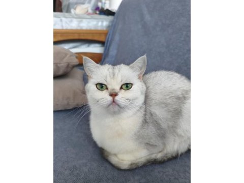 Scottish straight silver point