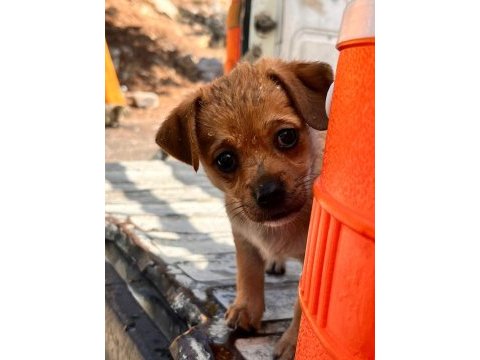 Orjinal ırk minyatür pinscher
