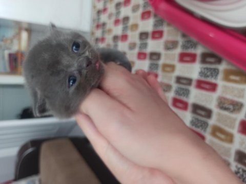 1.6.2023 doğumlu british shorthair yavrularımız