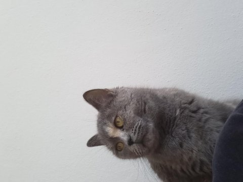 Kedimiz yeni ailesini arıyor