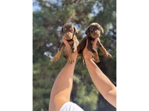 A kalite king doberman yavruları hazır