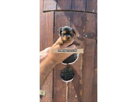 Teacup yorki gold