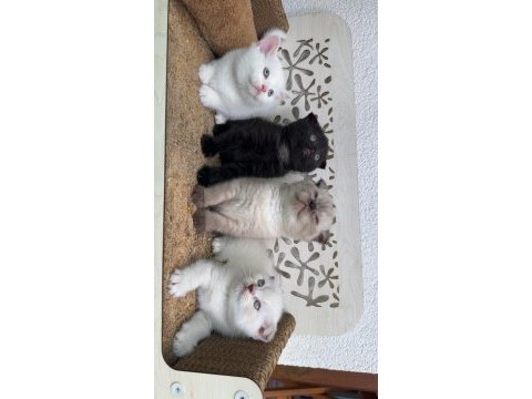 2 aylık scottish fold yavrular