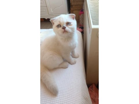Scottish fold üç aylık
