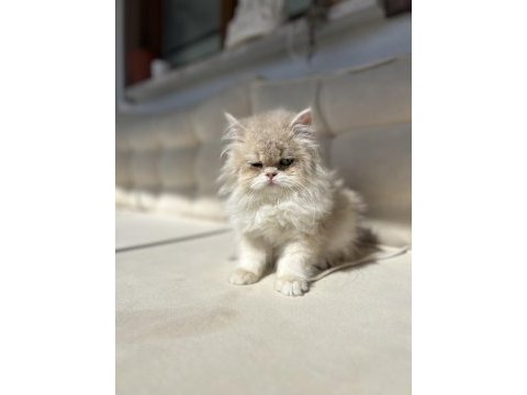 British longhair ay12 kedimiz