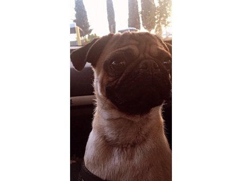 Erkek pug köpeği