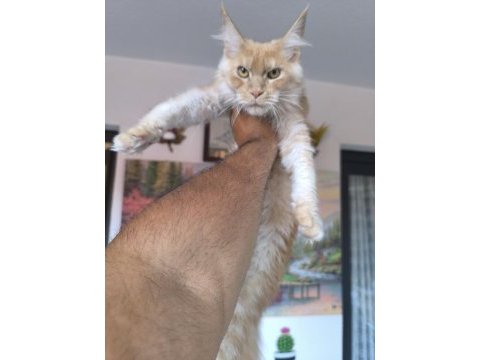 Safkan dişi maine coon