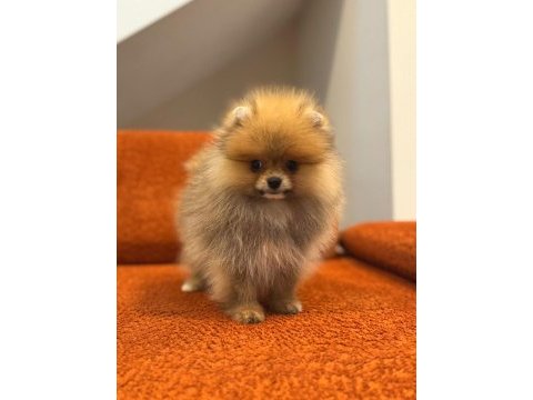 Pomernian boo bebekler