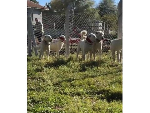 A kalite akbaşlar sürü köpeklerimiz
