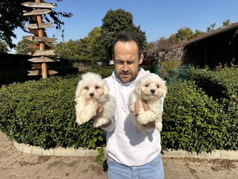 Maltese terrier yavrularımız
