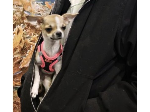 Orijinal pinscher yuva arıyor