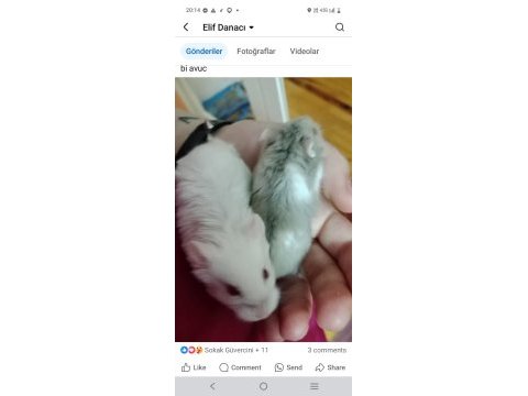 İki gonzales hamster