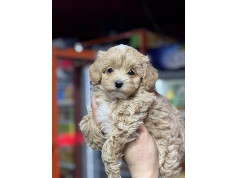 Aile ortamına alışık tuvalet eğitimli dişi maltipoo bebeğim