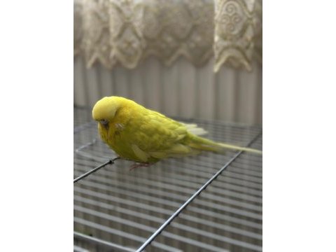 Jumbo çift muhabbet kuşu