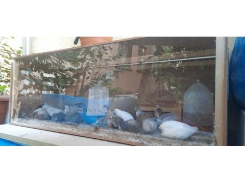 Çin bıldırcını kuluçkalık yumurta