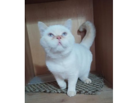 Uysal british shorthair kedimiz