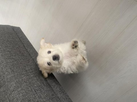 Terrier yavrularıma iyi bakacak birilerini arıyorum