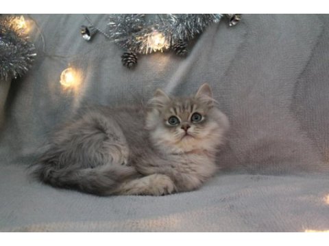 British longhair kartpostal sanacaksınız