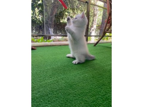1.5 aylık iri cüsseli erkek british shorthair kedimiz