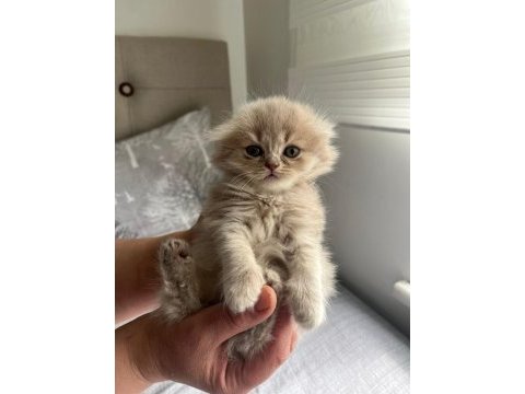 Scottish fold ve scottish straight