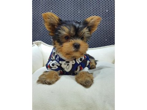 Şecereli teacup yorkshire terrier yavrularımız
