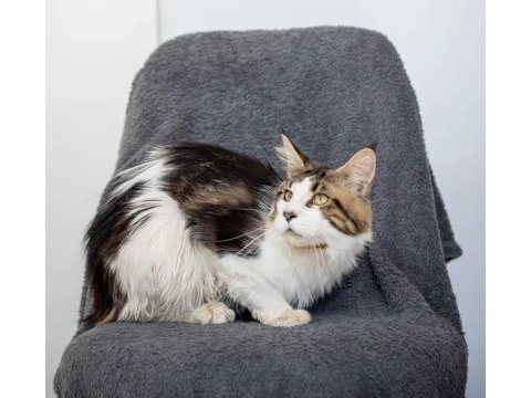 Dev maine coon şecereli erkek bicolor