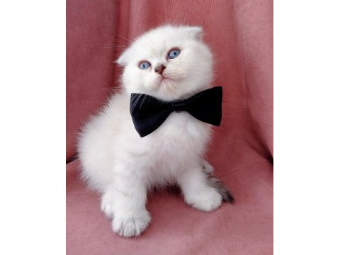 Teslime hazır erkek scottish fold yavrumuz