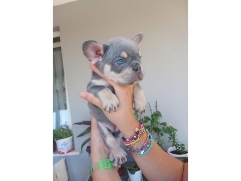 French bulldog bebek köpekler