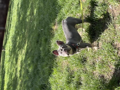 Kral french bulldog oğlum satılıktır