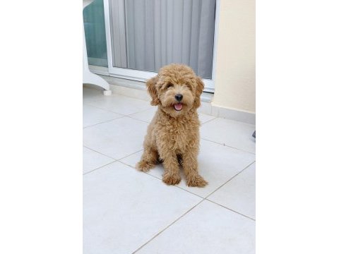 6 aylık erkek maltipoo aşıları tam